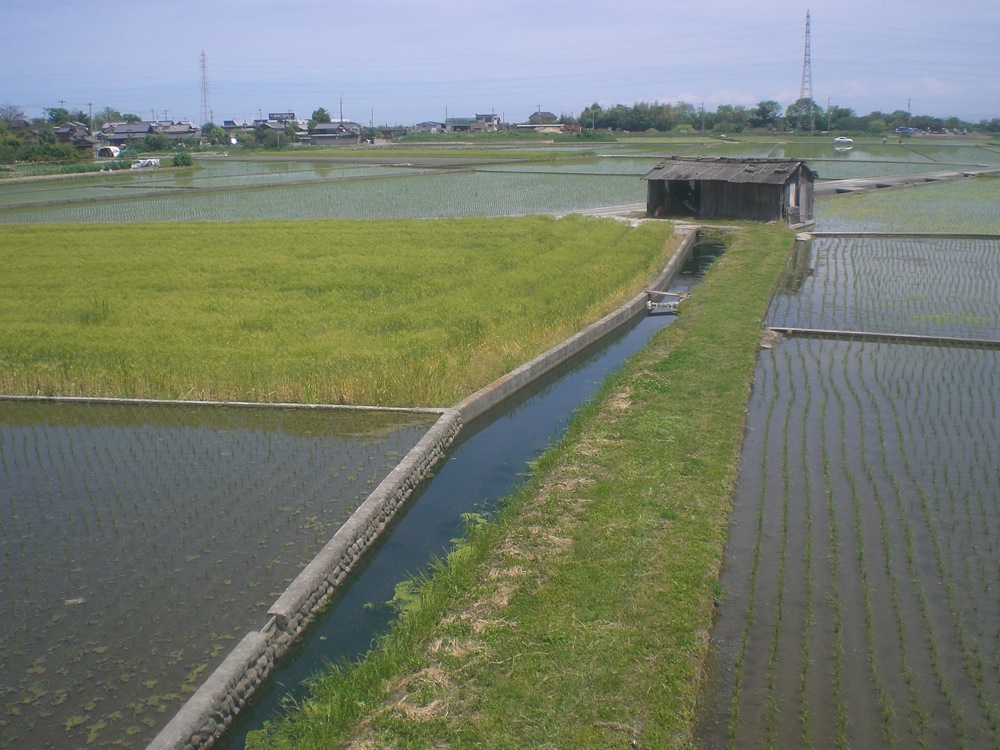 Rizières à Shikoku