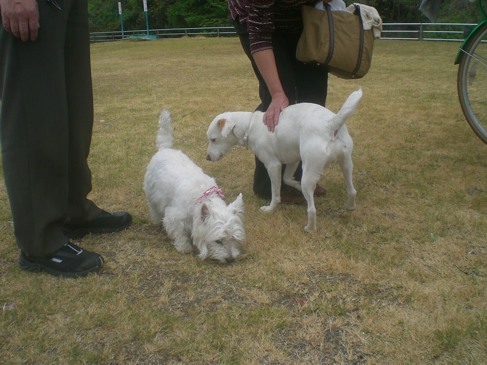 Les présentations sont faites entre Carlo, sa nouvelle copine et ses parents!