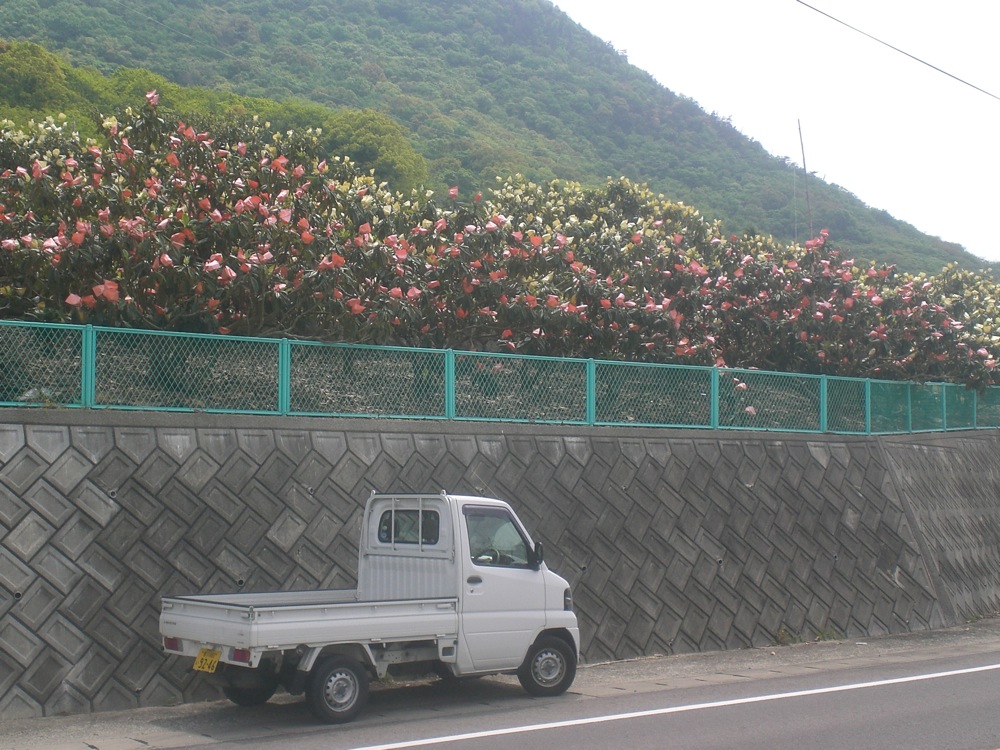 Des oranges emballées dans des papiers colorées: pourquoi? bonne question!