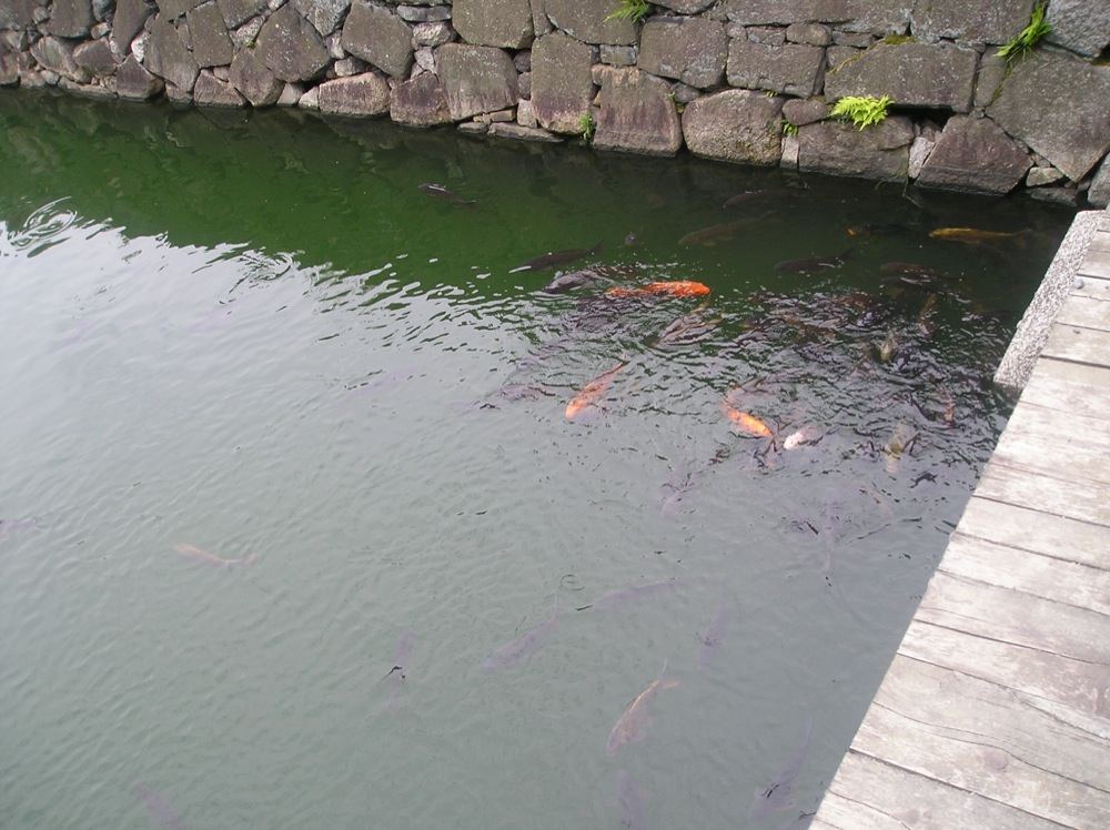 Les douves sont remplies de poissons qui se montent dessus pour manger les morceaux de pain que jettent les visiteurs