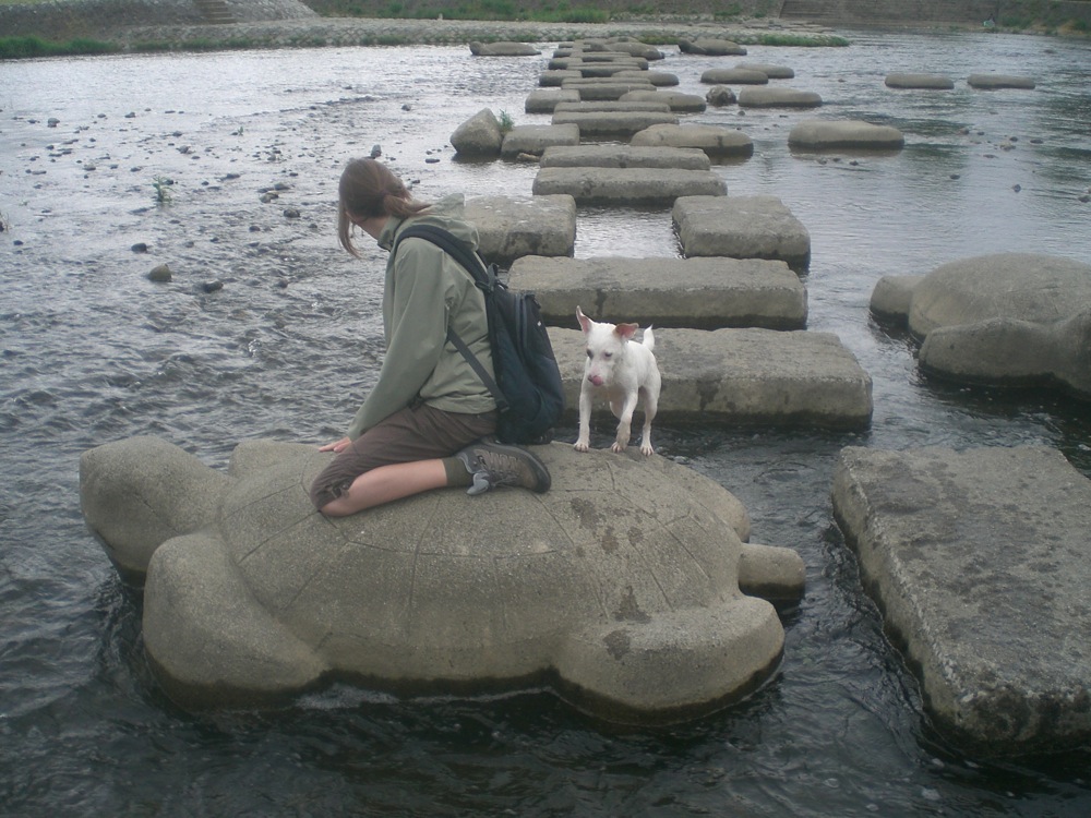 À dada sur ma grosse tortue