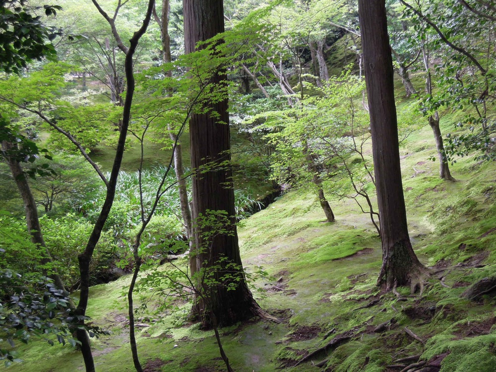 Ginkaku-ji: la promenade dans ce parc est d'autant plus agréable qu'il fait une chaleur étouffante aujourd'hui!
