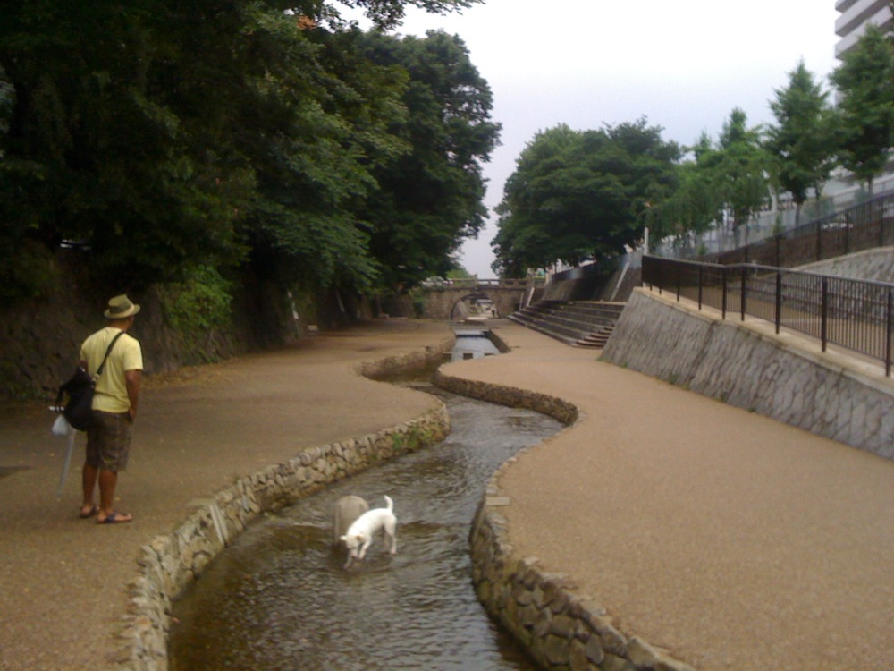 Balade le long de la rivière Horikawa, tout près du château Nijo mais en contre-bas de la route