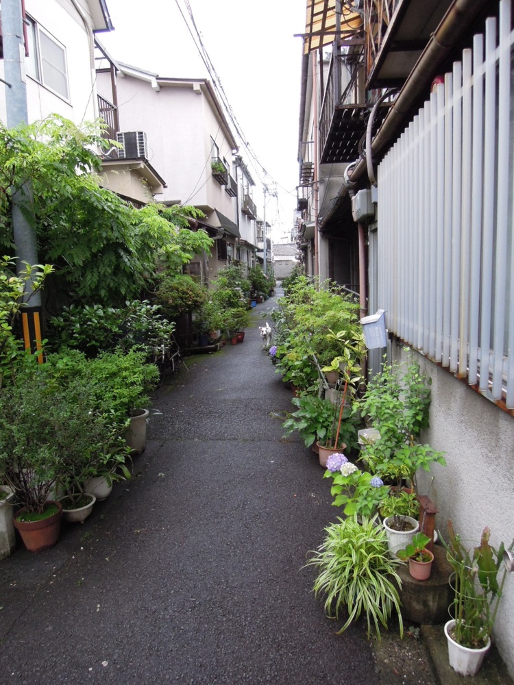 Une petite ruelle perdue dans Kyoto: très verte grâce aux nombreux pots de fleurs posés à terre!