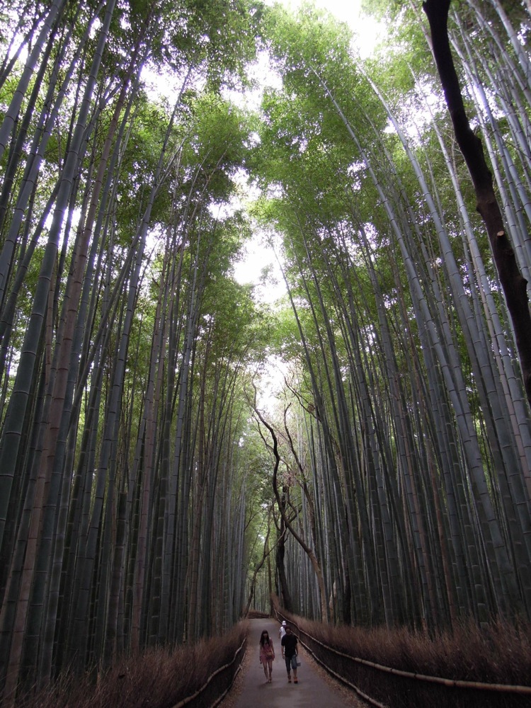 La bambouseraie d'Arashiyama: hauteur impressionante!