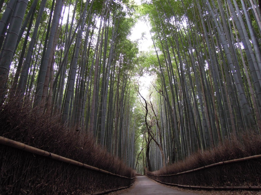On est entouré de hauts bambous