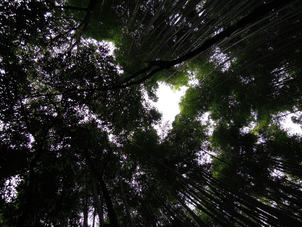 On voit à peine le soleil dans cette bambouseraie... et c'est tant mieux car il fait trop chaud!