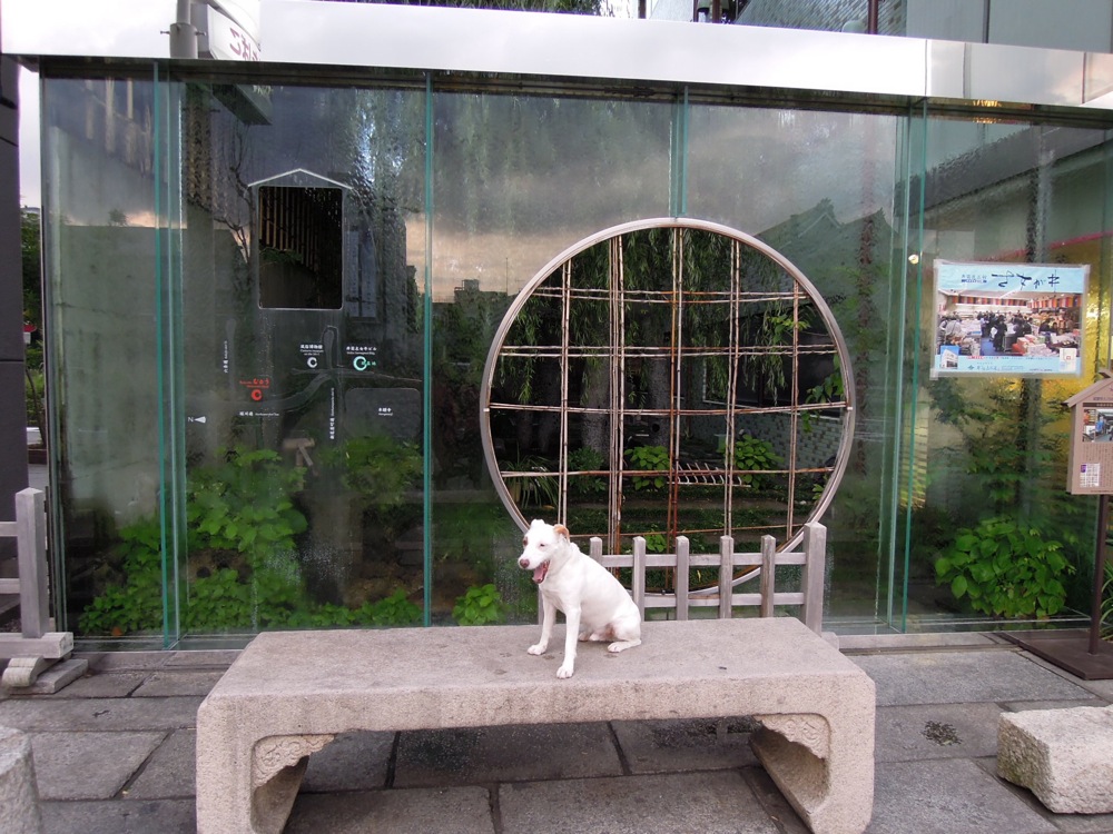 Un drôle d'endroit à Kyoto: idéal pour faire quelques photos de Lulu!