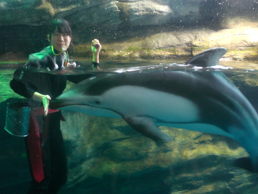 Un dauphin bien éduqué