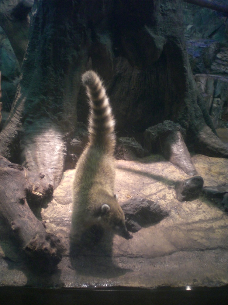 Des coaties, la nouveauté de l'aquarium