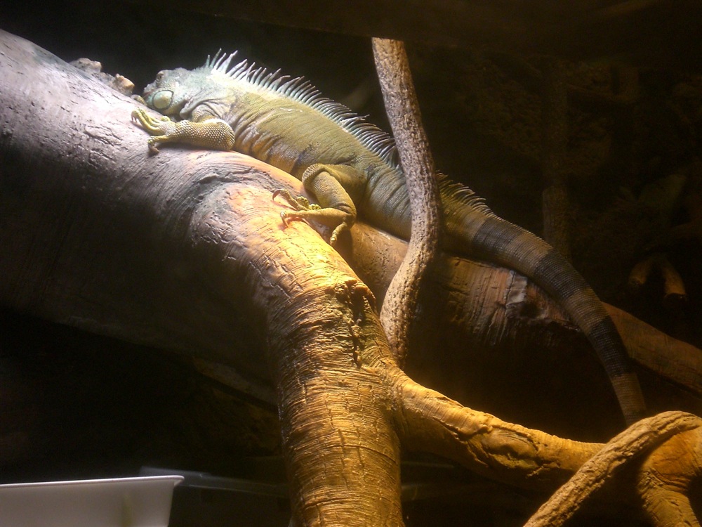 Un iguane qui se dort la pilule