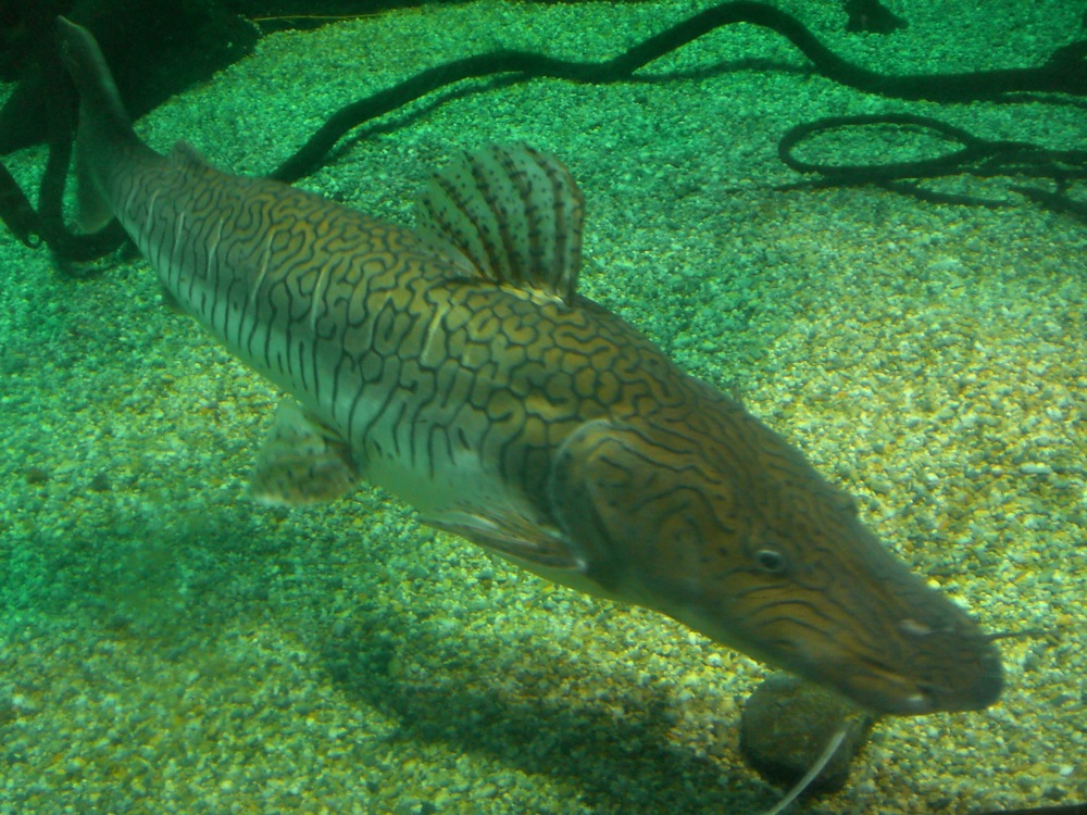 Un poisson chat tigre