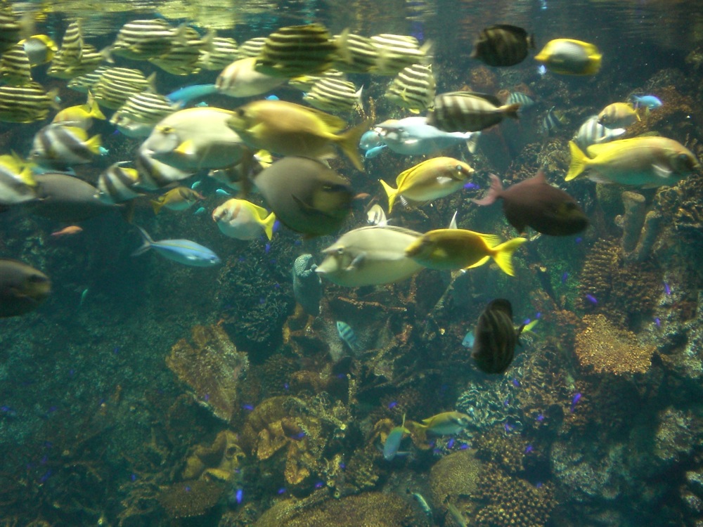 Poissons et coraux colorés