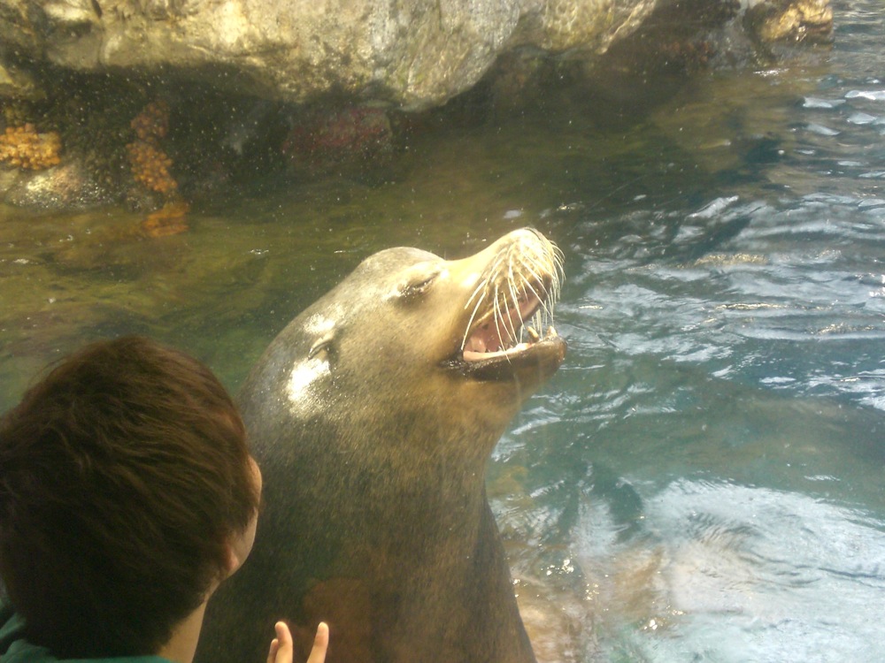 Un loup de mer fait le beau devant ses spectateurs