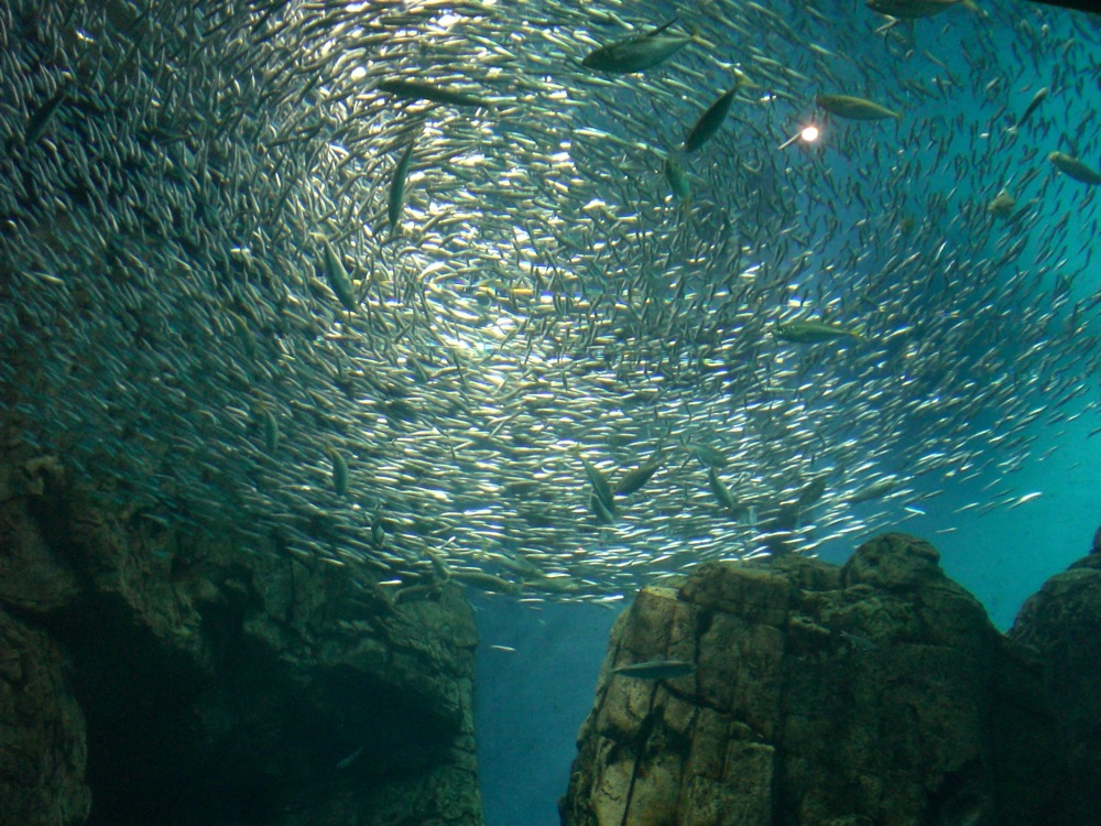 Un banc de sardines