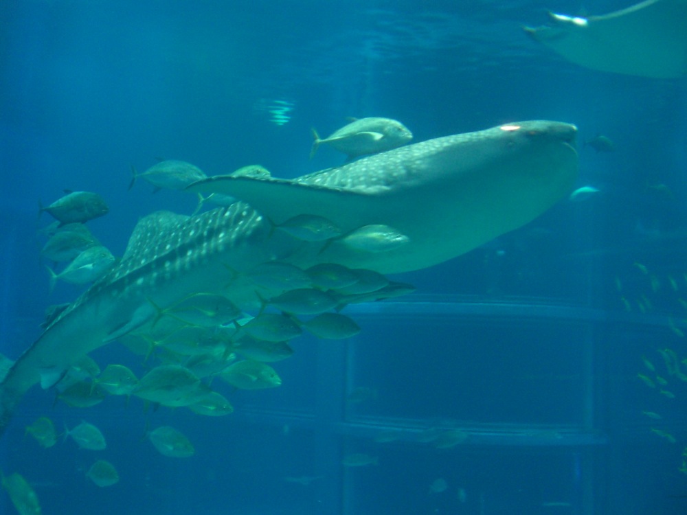 Le requin-baleine et sa cour