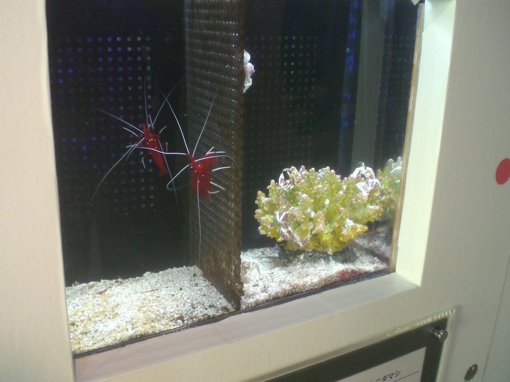 Drôle de crevettes (rouge et blanche, à gauche)