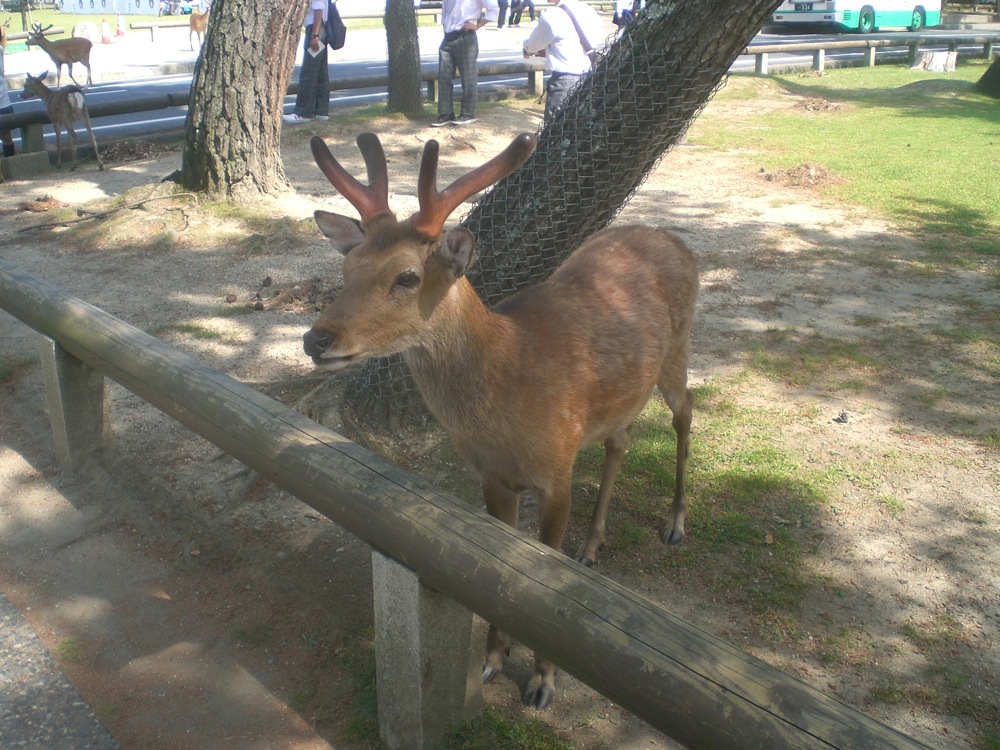 Les daims ont des bois à cette époque de l'année. En février dernier, ils n'en avaient pas (on les leur coupe).