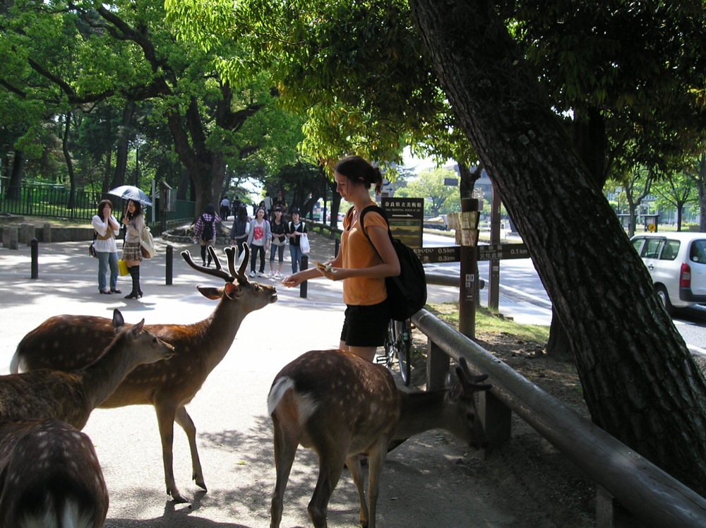 L'attraction des touristes: donner des biscuits aux daims... et tenter de ne pas se faire croquer le tee-shirt! (en ce qui me concerne c'est raté! mais la dernière fois ils m'avaient carrément mordu la fesse...)
