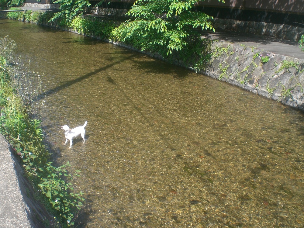 Petite baignade dans un canal situé dans un dédal de rues biscornues