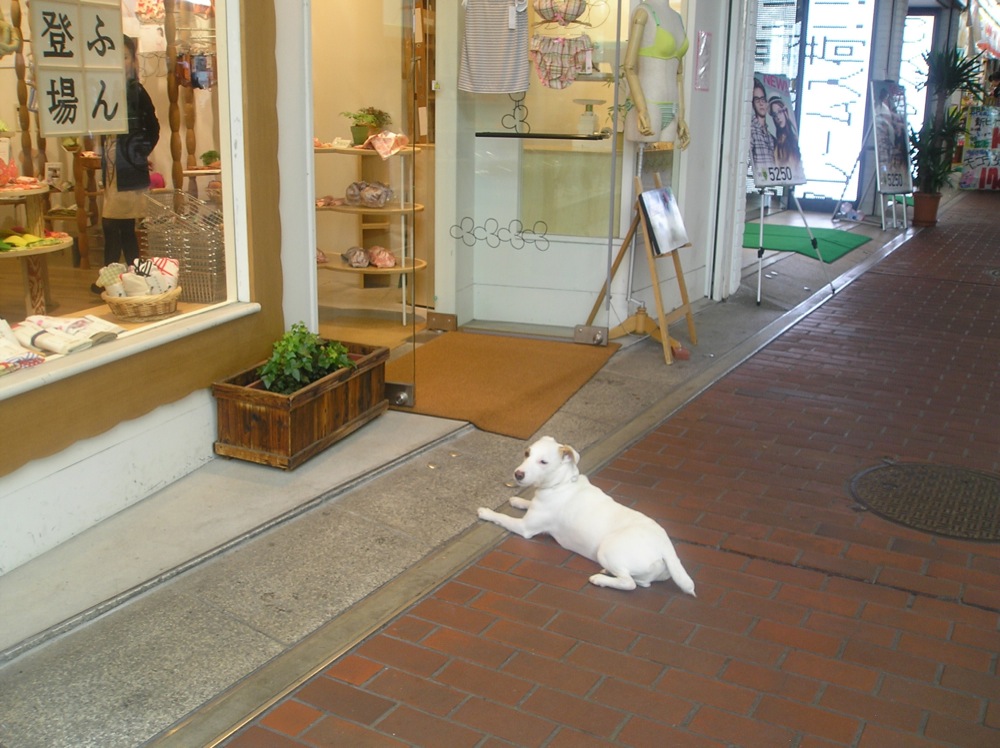 Carlo nous attend devant les magasins. Celui-ci propose des sous-vêtements de l'ancien temps remis au goût du jour: serviette de coton en guise de slip: c'est joli et c'est rigolo mais on s'imagine mal comment on peut cacher ça sous un pantalon ou même une jupe...