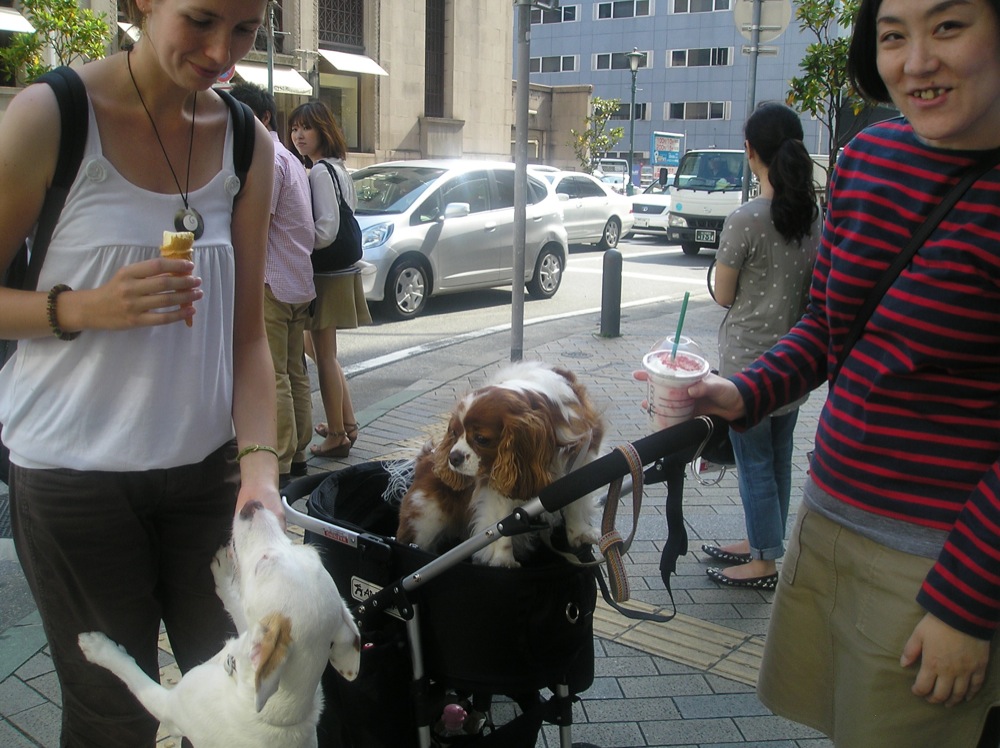 Rencontre avec un chien en poussette. Finalement, elle et moi, on se ressemble: promenade du chien, dégustation de glace et ... dents en sale état!