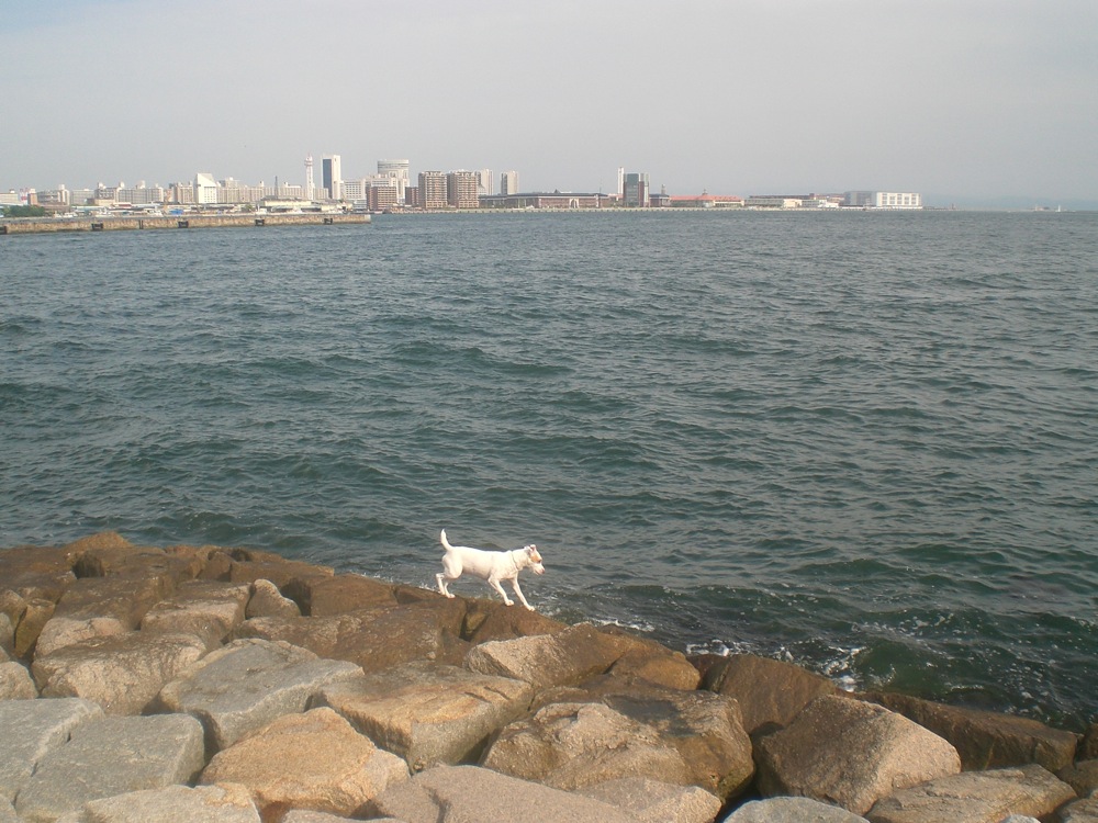 La mer est agitée mais ça n'empêche pas Carlo de s'approcher