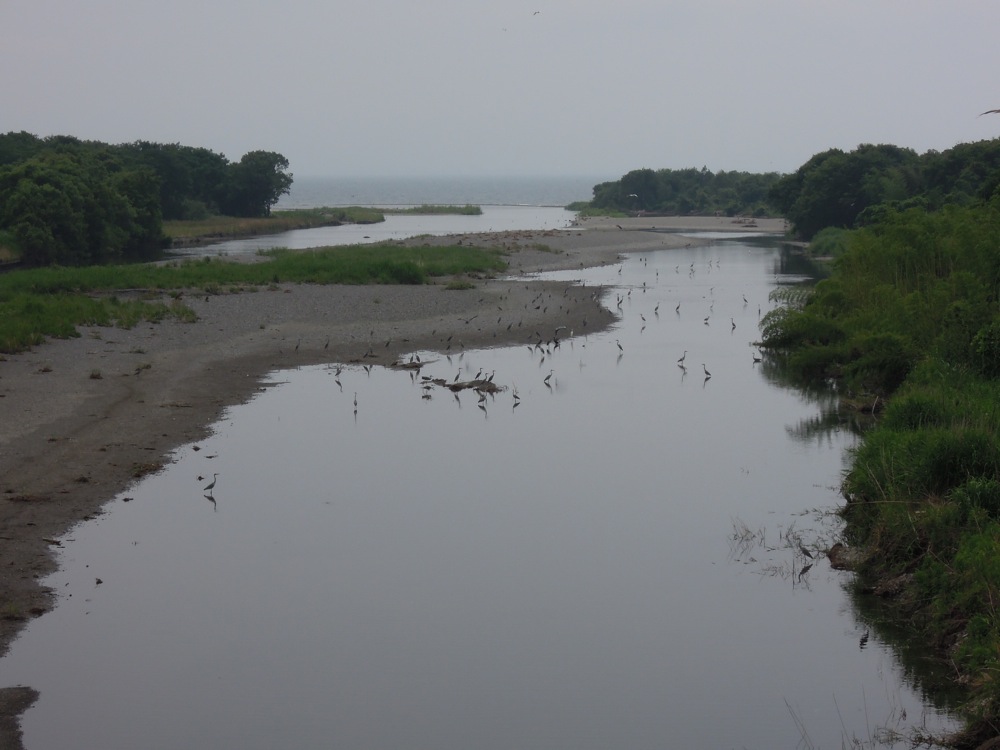La rivière est prise d'assaut par toutes sortes d'oiseaux: grues et corbeaux sont les plus nombreux