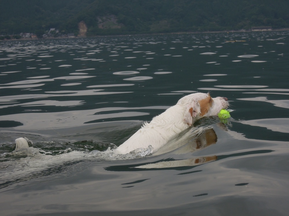 Le nageur le plus rapide de la bande!
