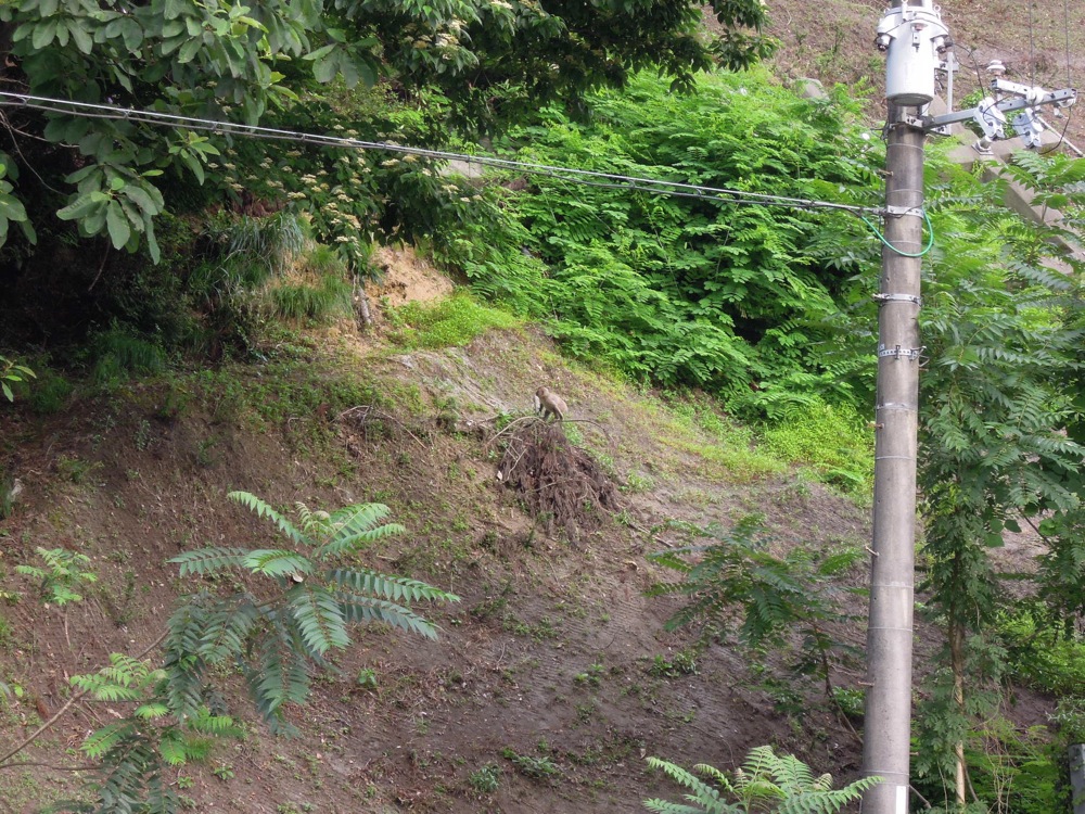 La forêt est remplie de singes qui crient! L'air furieux, ils descendent même sur la route mais déguerpissent quand une voiture s'approche, heureusement pour nous!