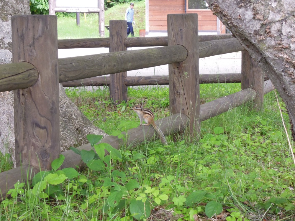Notre voisin au camping est venu nous dire bonjour!