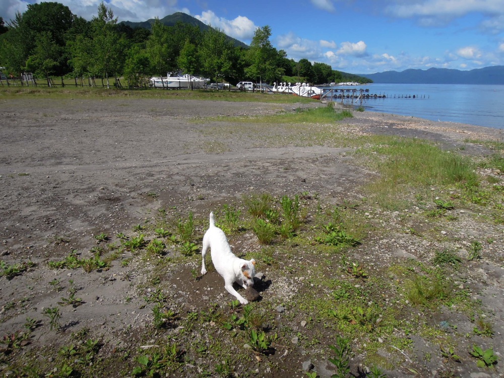 Sur la plage, on trouve pleins de pierres ponces avec lesquelles Carlo adore jouer, principalement parce qu'elles flottent dans le lac et qu'il peut les faire rouler avec son museau sur le sable