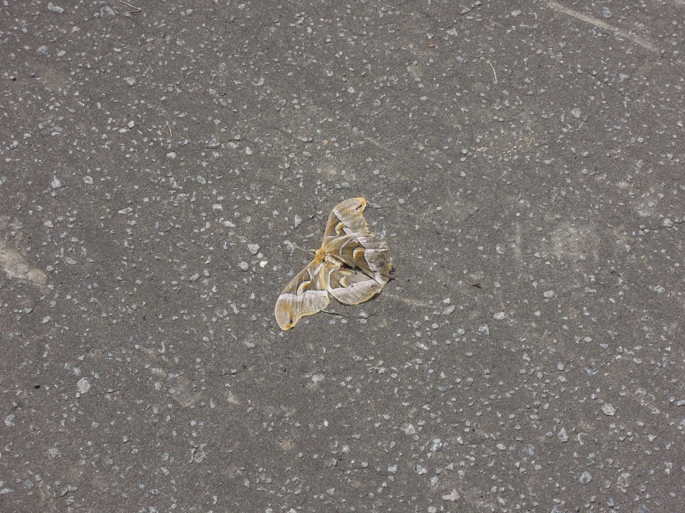 Même les papillons sont plus grand que d'habitude...