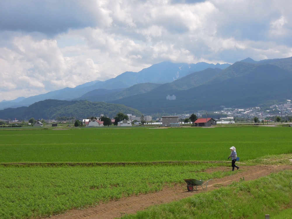 Une femme entre dans son champ. Ici les chapeaux et les gants sont de mise. En fond de cette scène de vie: le parc national Daisetsuzan