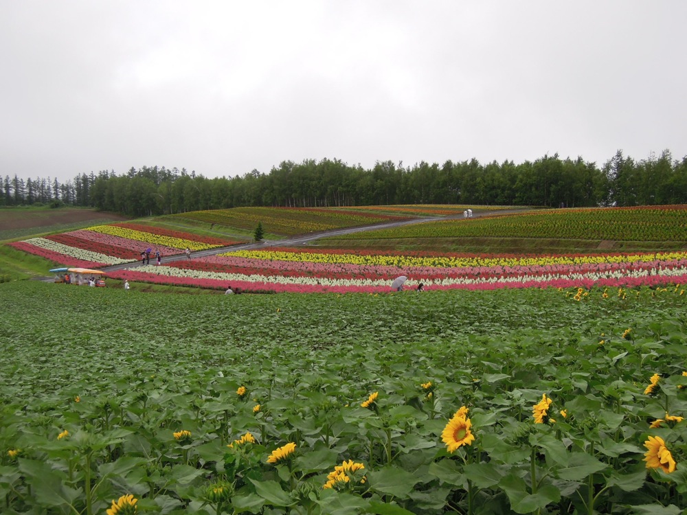 Les champs de fleurs parfaitement alignées font le bonheur des touristes qui passent par cette région