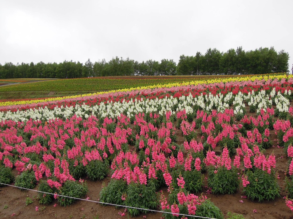 Jolies lignes de fleurs très colorées