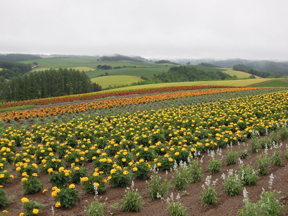 Enfin un peu de couleur dans une journée grise de pluie...