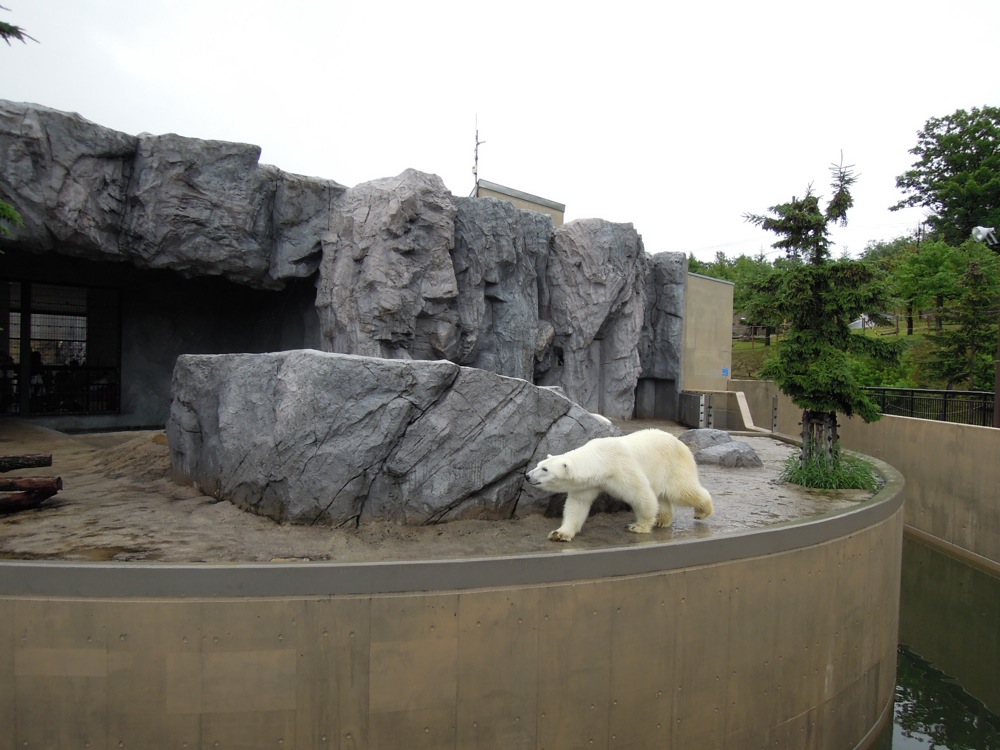 Zoo d'Asahikawa: l'ours polaire