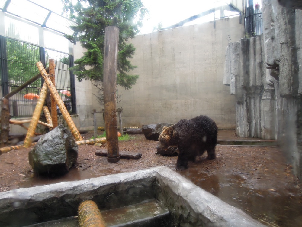 Zoo d'Asahikawa: l'ours du coin qu'on est susceptible de croiser sur notre chemin!