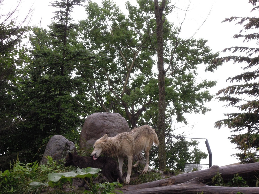 La louve lèche son petit