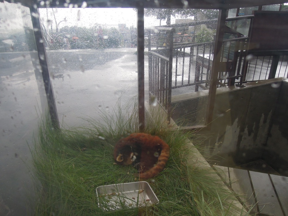 Un panda roux: on les adore!