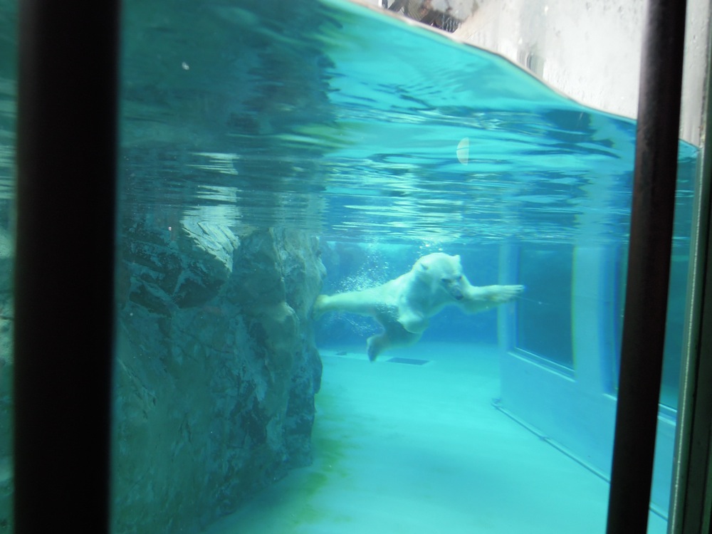 L'ours polaire pique une tête