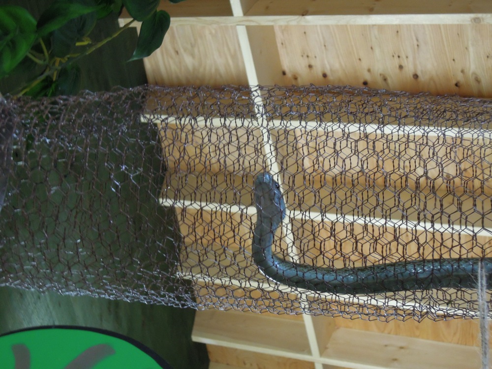 Un serpent se promène au dessus de nos têtes dans ce cylindre grillagé... Sa langue passe à travers...