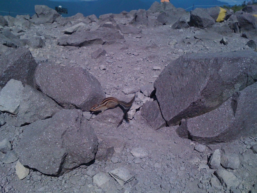 Un habitant du Mt Kurodake à 1984m d'altitude!