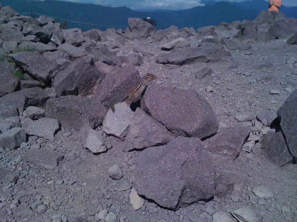 Cet écureuil n'est pas du tout farouche et se promène autour de nous pendant un bon moment