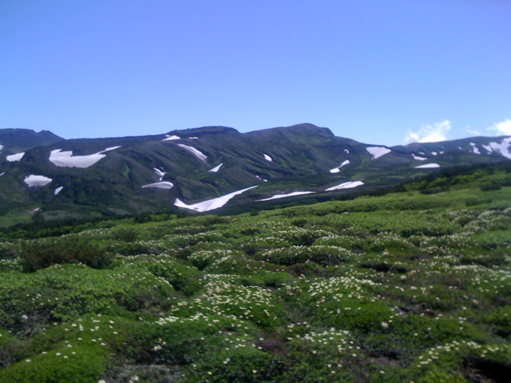Marche du Mt Kurodake: des fleurs!