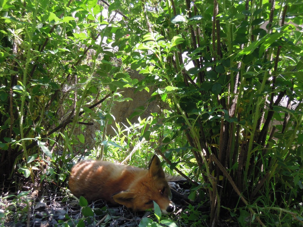 Repos à Onneyu et visite d'un parc de renards