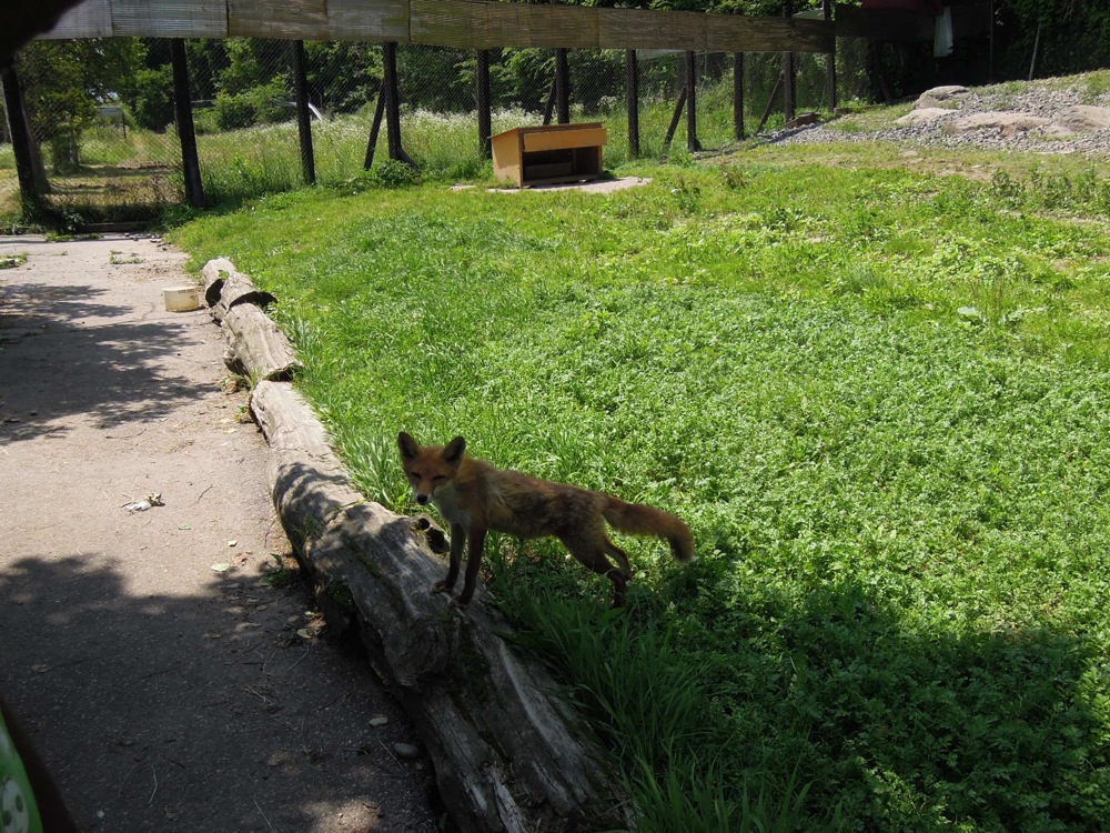 Parc des renards de la région: certains sont bien curieux...
