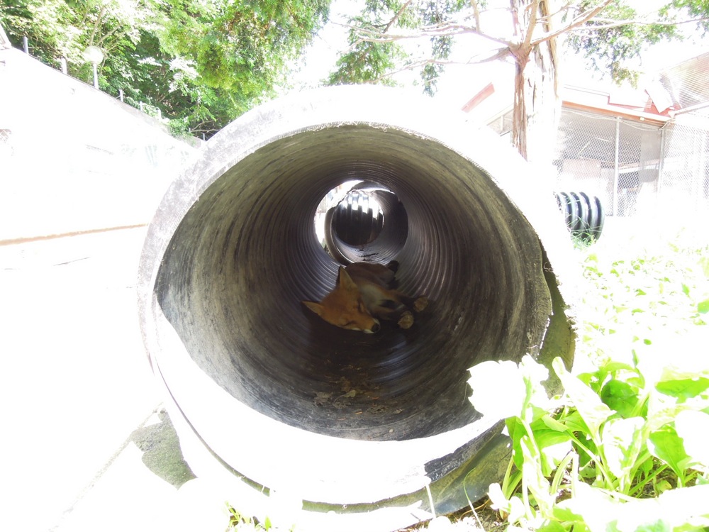 Parc des renards de la région