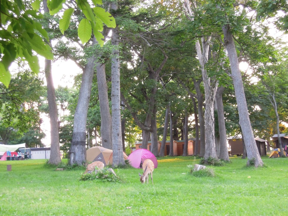 On a de la visite au camping: des daims viennent de temps en temps brouter entre les tentes